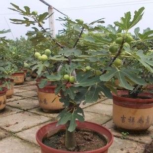 波姬红无花果树苗，南北方种植盆栽地栽包成活包结果