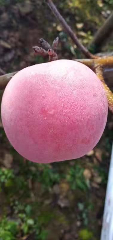 镇原县红富士苹果 甘肃红富士，需要的朋友们请联系我，