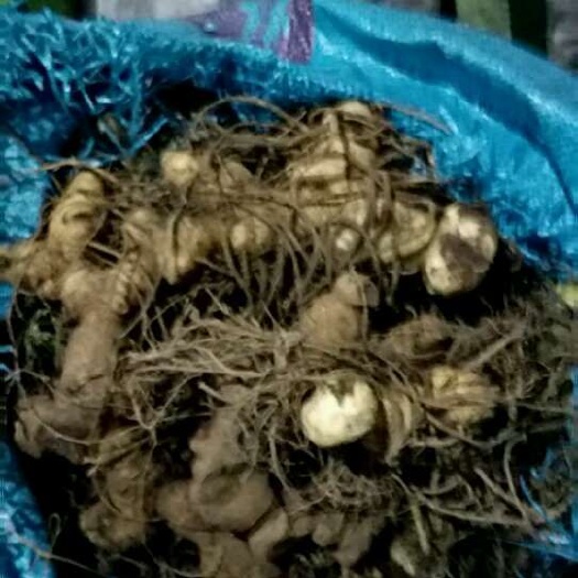 莲花县 新鲜多花黄精