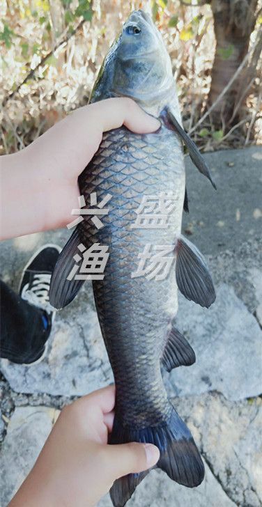 北京淡水青鱼 0.25-1公斤 人工养殖 