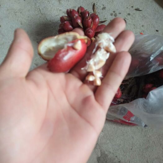 福贡县 草果