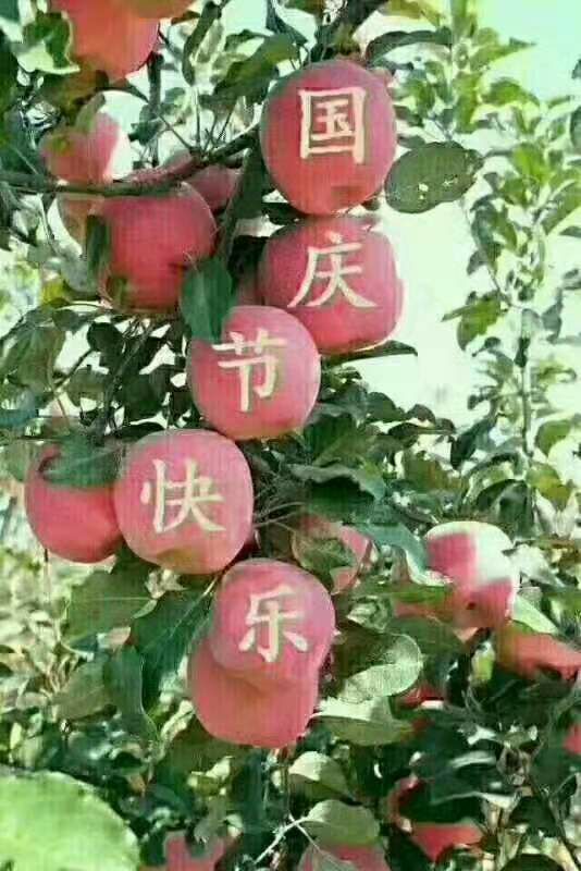  洛川苹果是否水果之首刚摘的水芝芝的