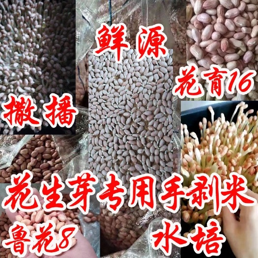 宁阳县花育169616  花生种子  花生芽专用手剥花生米花生芽教学