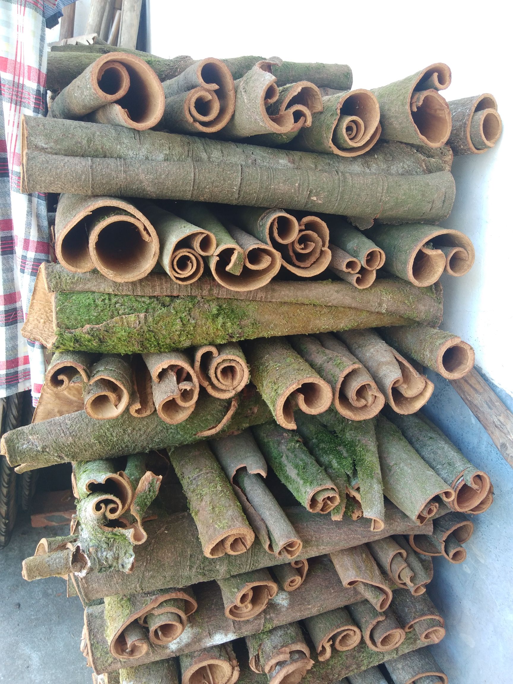 中通桂皮  新货 桂皮 干货桂皮