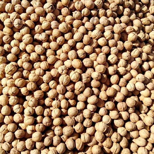 商洛 新疆185纸皮核桃
新二