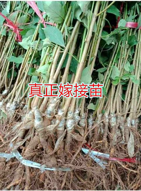 西梅苗 嫁接李子树苗西梅李子苗女神法兰西李子蜂子树苗当年结果 甜李子
