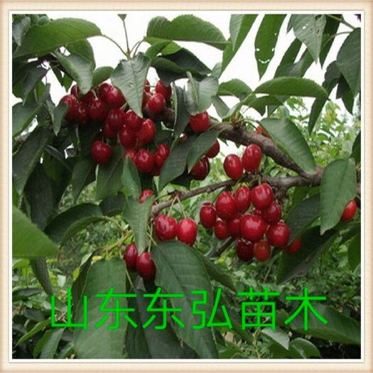平邑县红灯樱桃苗 包邮包存活死苗补发 量大价格美丽欢迎选购