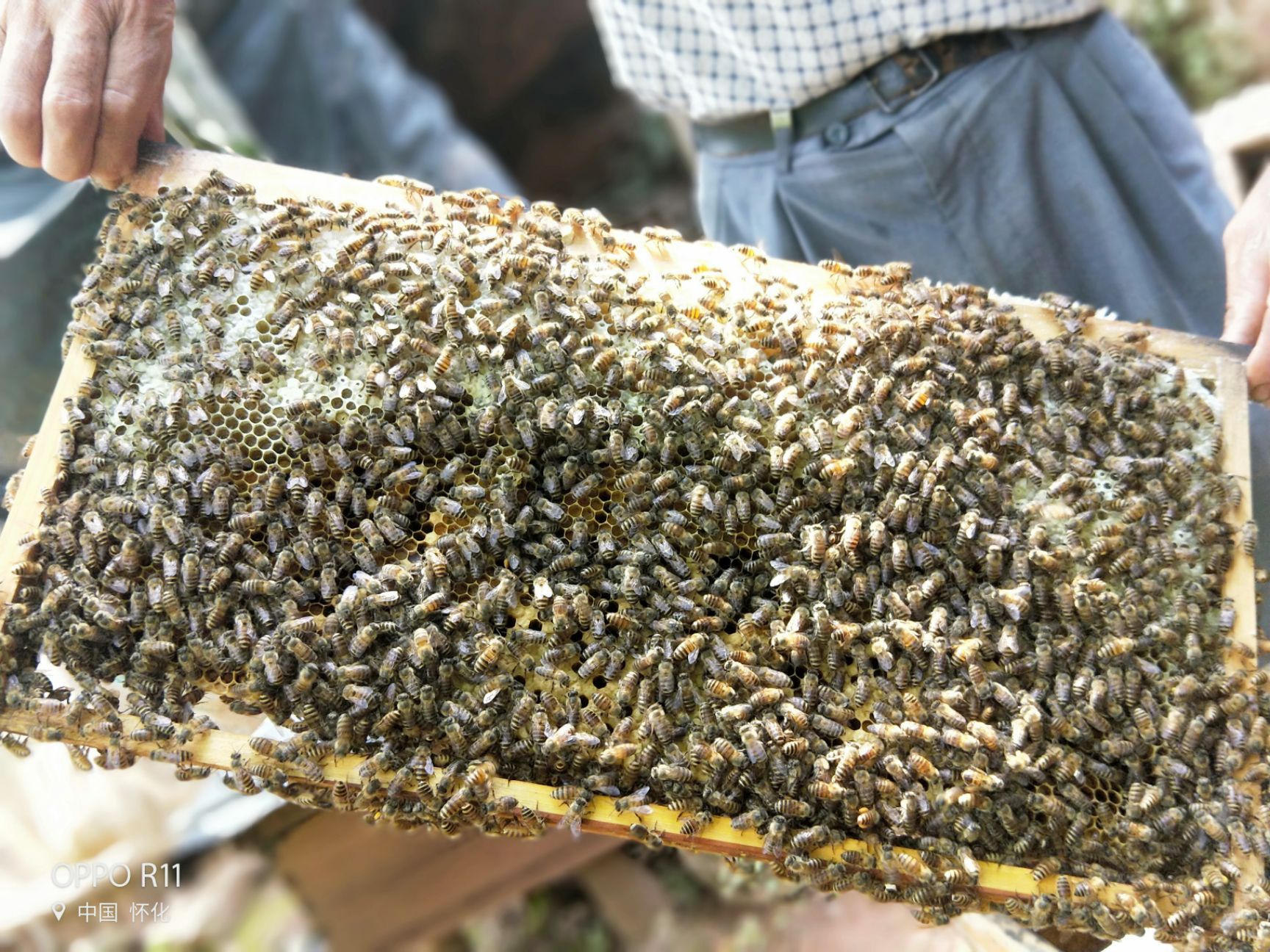 百花蜜 正宗不添加纯板栗蜜对白发特好，这是很多蜜没有的