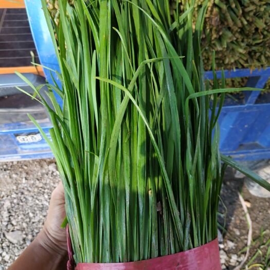 临漳县 精品韭菜
