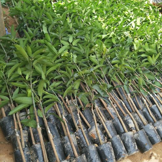 供应，金煌芒果苗