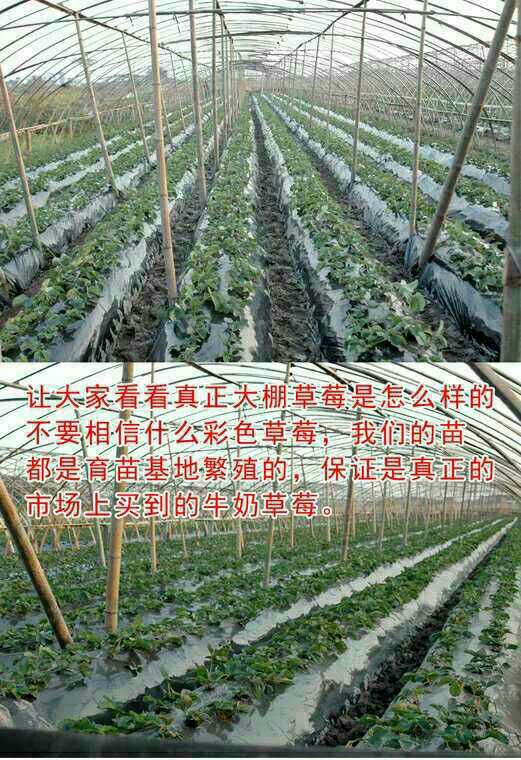 全明星草莓苗  20颗草莓苗盆栽四季奶油草莓苗红颜章姬南北 草莓苗盆栽四季奶