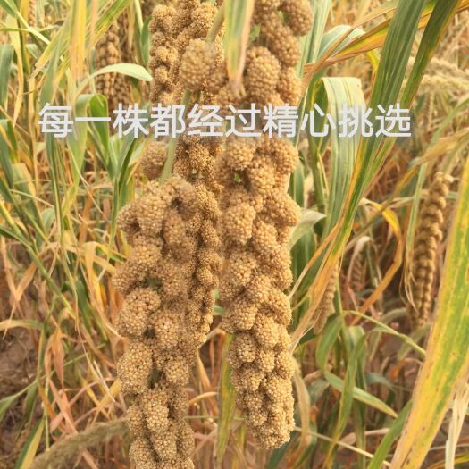 敖汉旗 敖汉小米吨谷