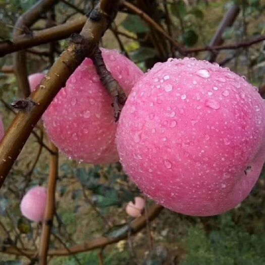 礼泉县 苹果，红富士苹果，当季水果，脆甜，75起步通货，一件代发。