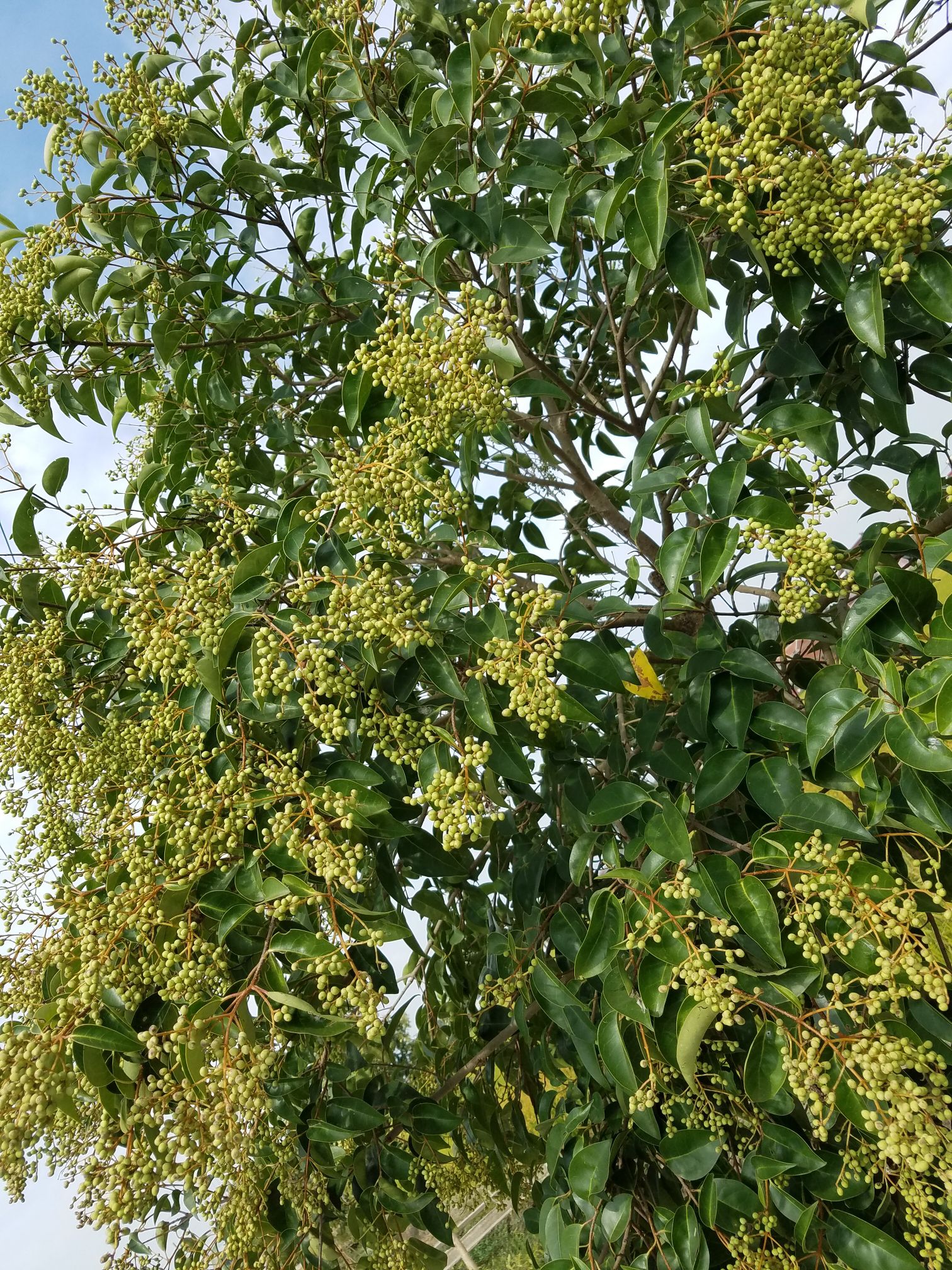 天然中药材女贞子,新鲜优质