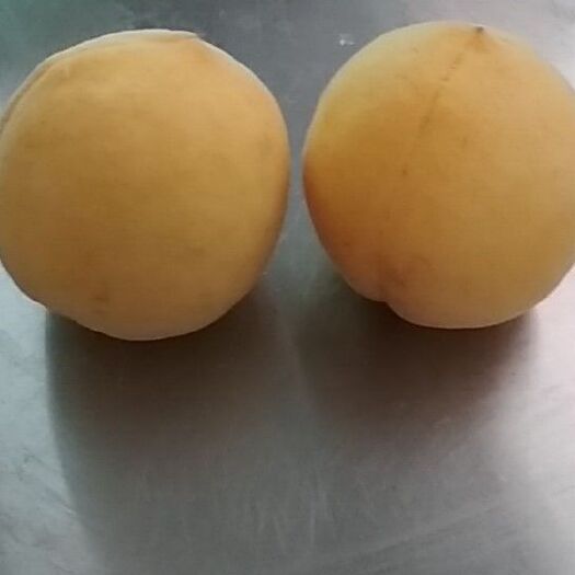 昌乐县黄金蜜4号苗 小花大果