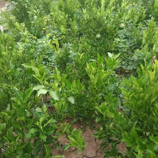 简阳市香橙苗 正中红橘，香橙粘木呢公分苗，，，，有明年就挂果呢，也有挂起果