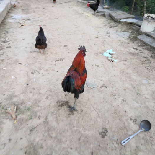 巴中土鸡 3-4斤 母