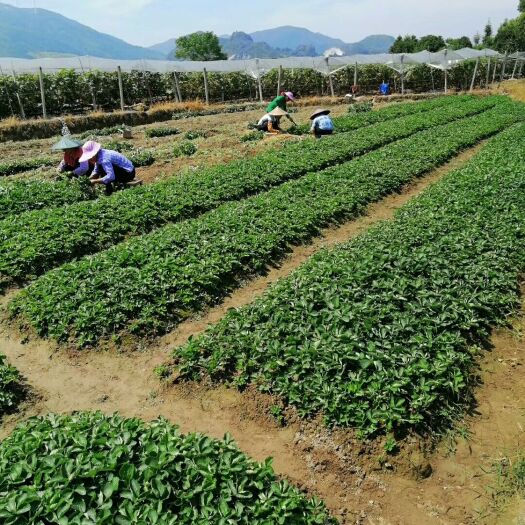 兴安县法兰地草莓苗  好不好，你自己看了就知道