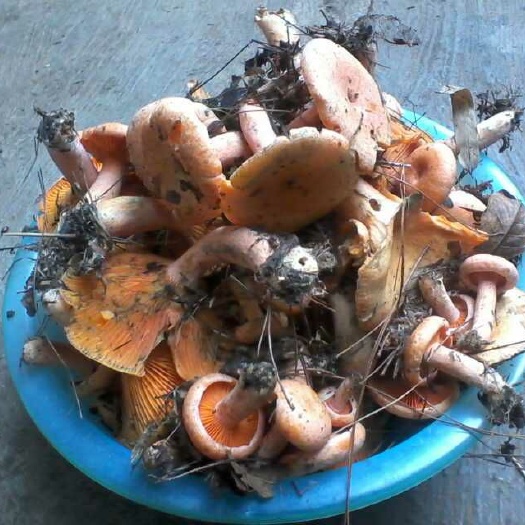 永顺县红葱菌 大山上葱菌