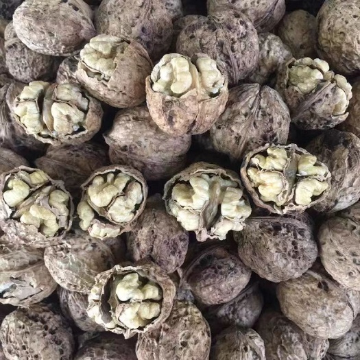 广州 云南纸皮核桃