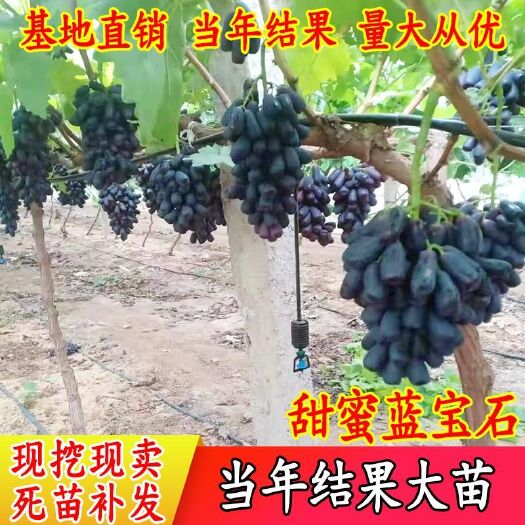 平邑县蓝宝石葡萄苗 当年结果苗 现挖现发 保证品种 高产甜葡萄树苗1－6年苗