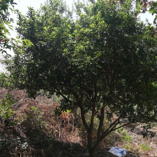 长沙县南方杨梅苗