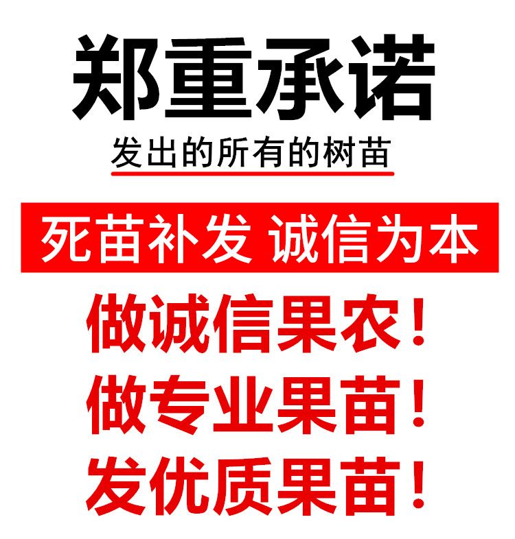  紅寶石石榴苗 蒙陽紅榴樹苗  黑籽甜石榴等多種品種包成活