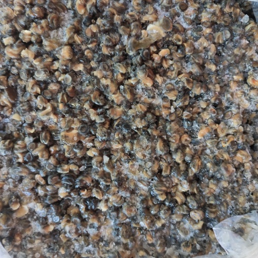 南昌螺蛳  螺丝肉石螺肉