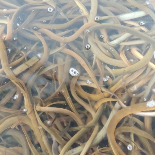 昆明 缅甸黄鳝七钱到一二三两左右