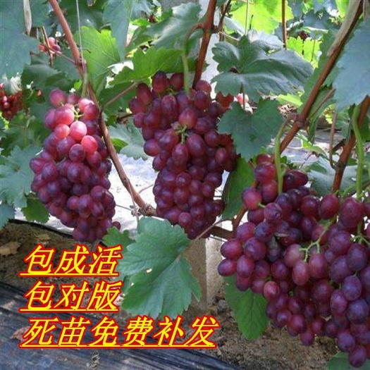 平邑县 山东葡萄树，葡萄苗，品种规格齐全