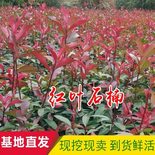 咸宁普通红叶石楠