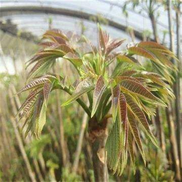红油香椿苗 三年红油香椿树，白菜价甩卖！年底大棚拆迁，物流送到家！当年就