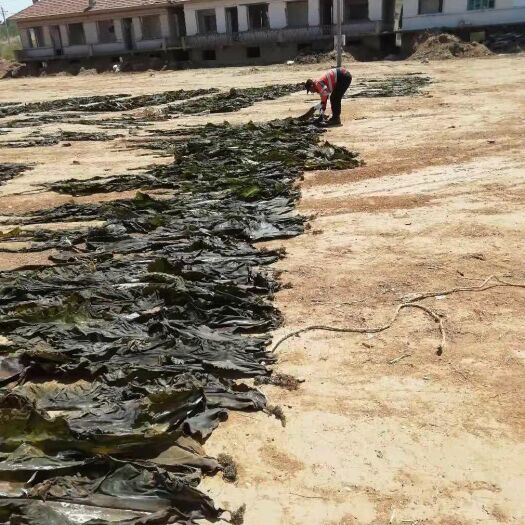 大连海带干 大连海带，大量供应，