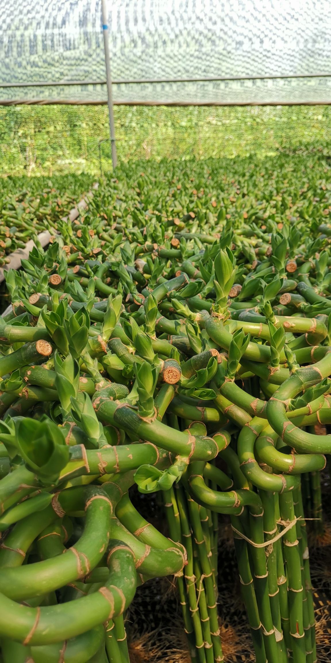 （转运竹）富贵竹  4月新货，目前短芽哦，欢迎关注咨询！