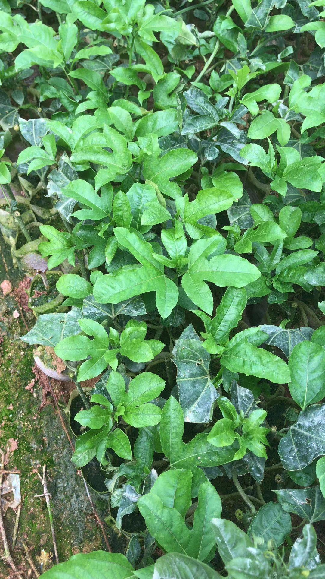 紫香百香果苗 百香果