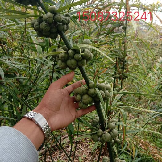 建水县黄精种子 黄精