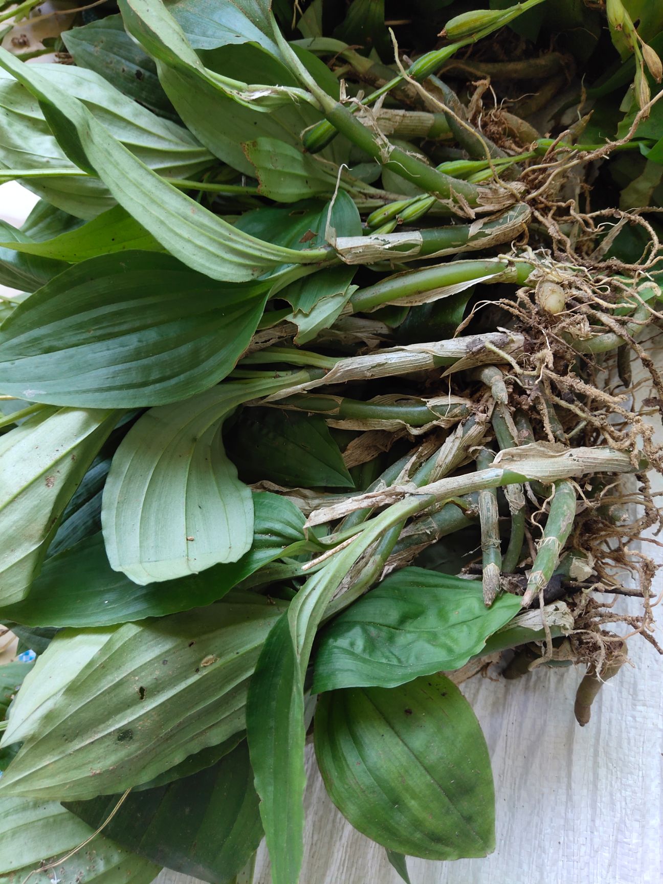 [见血清批发]见血清 纯野生见血青，非常苦价格13.5元\/斤 10斤起批