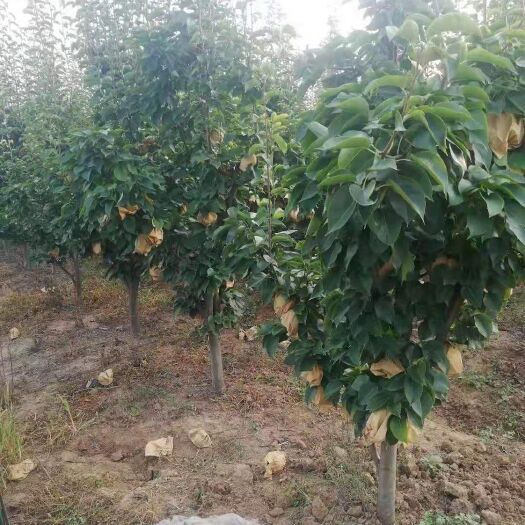 枣阳市玉露香梨树苗 梨树