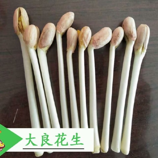 安丘市花生种子 花生芽专用种子