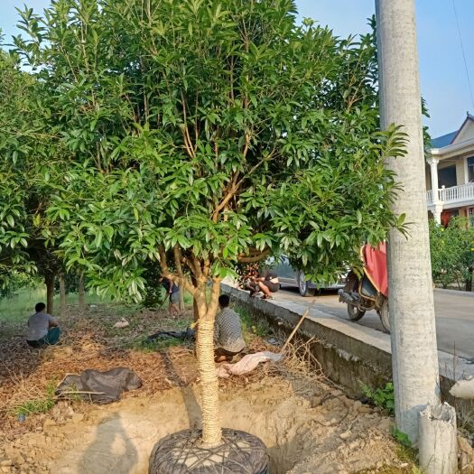 靖州县 12公分桂花树，1.5米分枝
