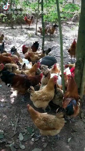 南充 果林虫草鸡