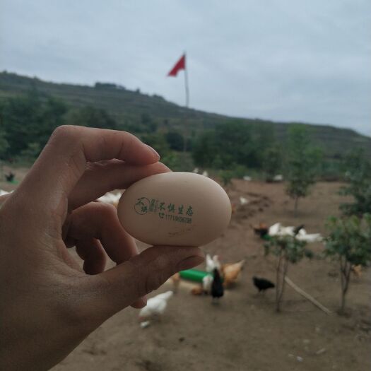秦安县 好的鸡蛋有三层  打开看视频