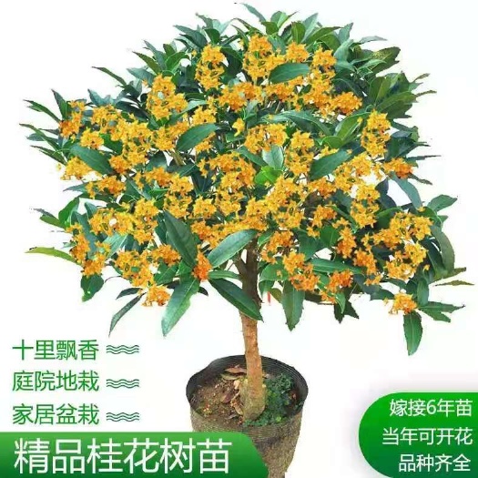平邑县 四季桂花树苗，金桂，丹桂。八月桂，南北方种植盆栽地栽