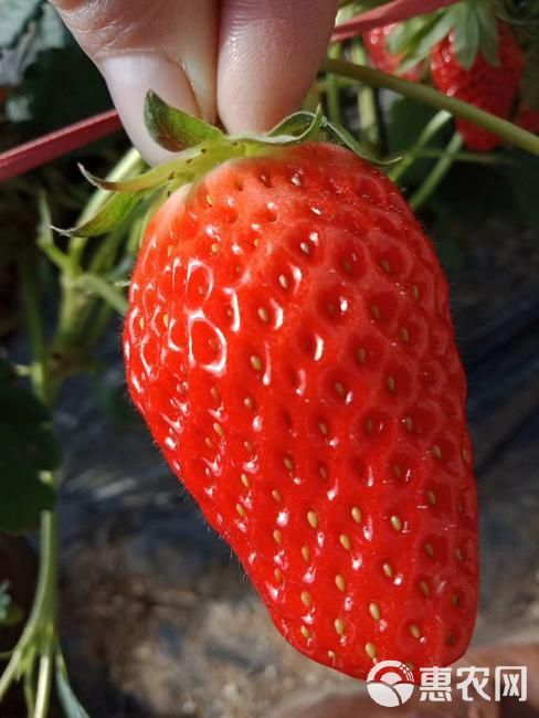  奶油草莓苗 自家基地培养 南北方盆栽地栽 包成活  包结果