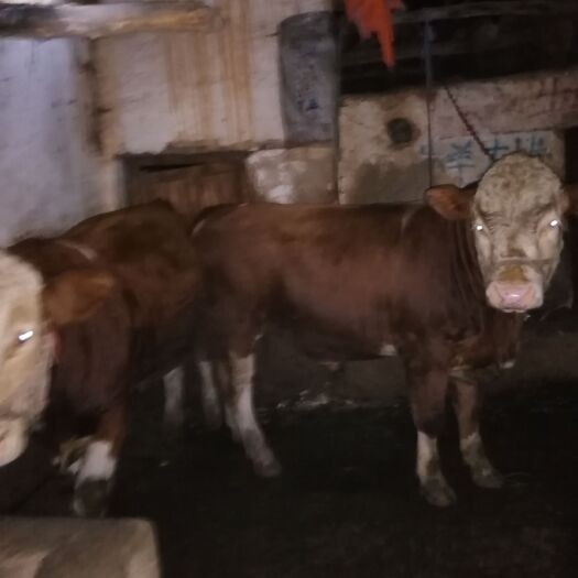 威宁县 天然放养牛，肉质鲜美，成活率高，成长快。
