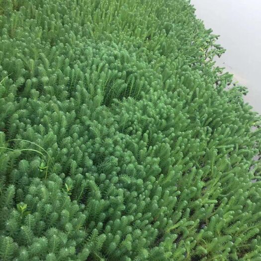 鄂州粉绿狐尾藻 狐尾草 大量有货 一天可以二十吨