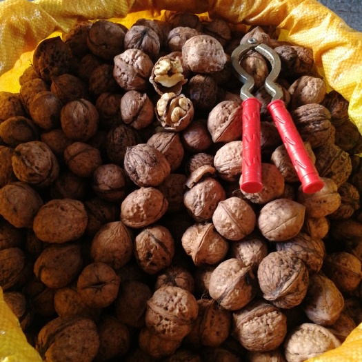 茂县 阿坝州高山鲜核桃，果肉饱满，鲜脆可口