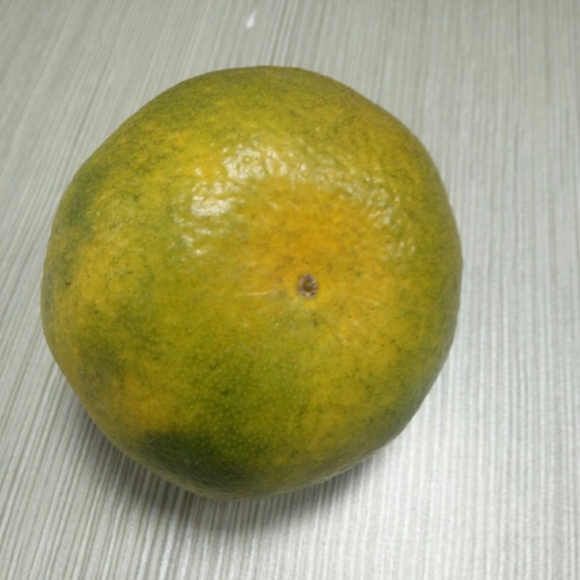 丹江口市武当蜜橘 5 - 5.5cm 3两以上