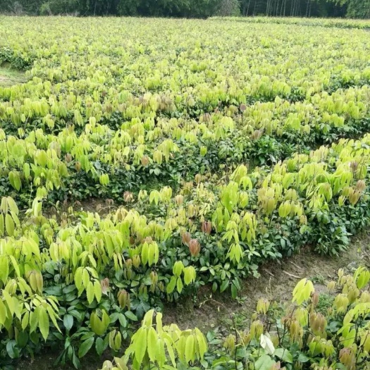 绥宁县 大量供应八月瓜苗九月黄苗种苗批发