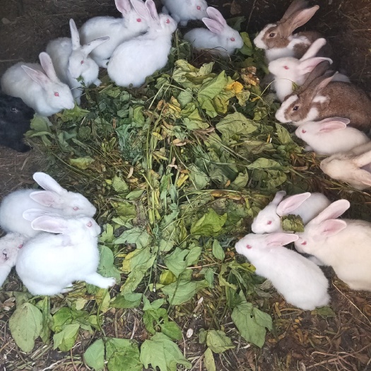 太和县 肉兔新西兰。各种颜色。3斤半到4斤左右包邮。现货。商品可繁